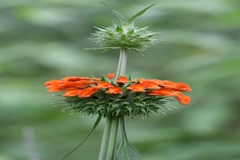 Leonotis nepetifolia